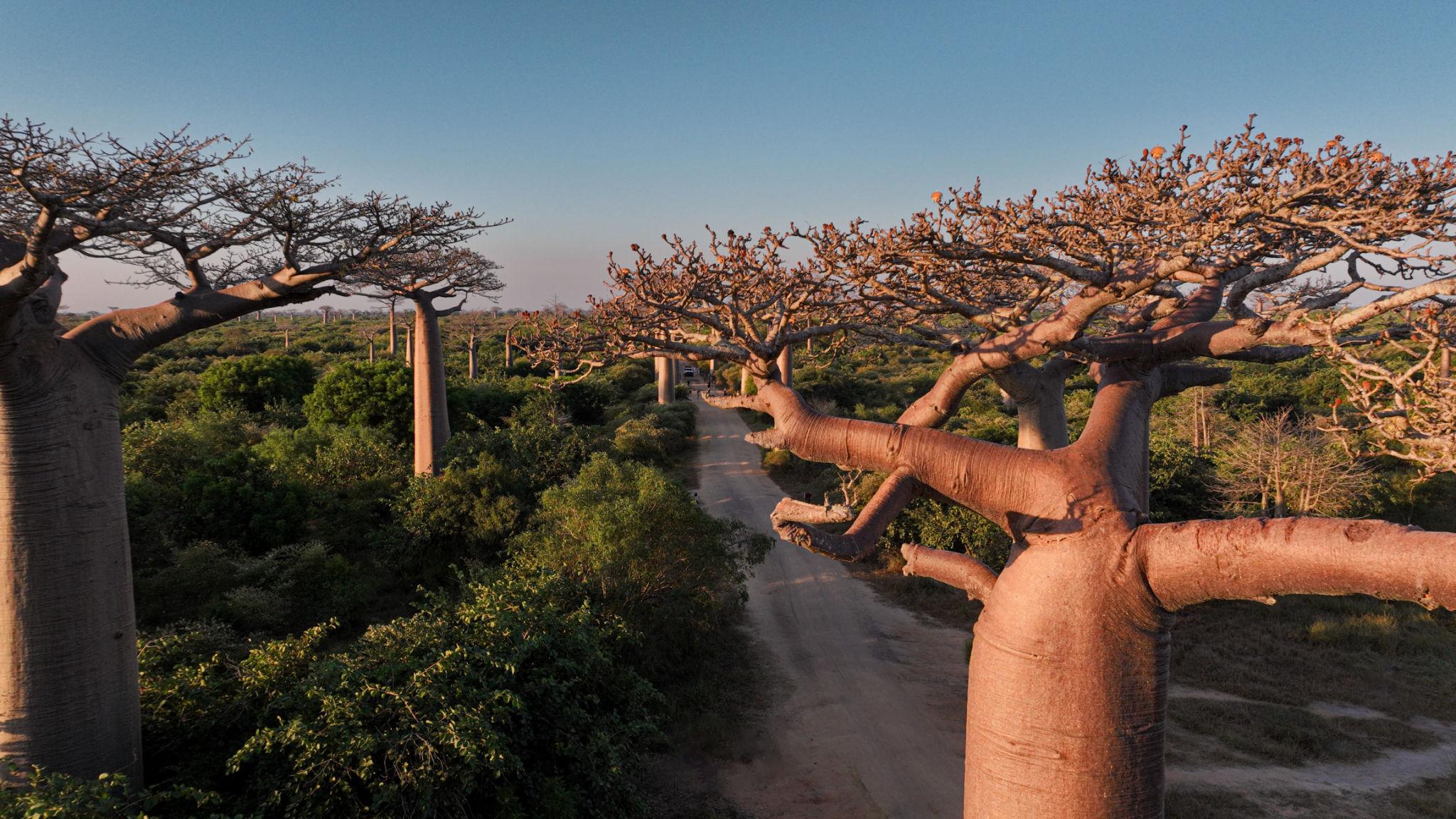 Discover Madagascar Gallery